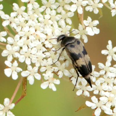 Coleoptera mordellidae variimorda villosa 13 juil 2019 img 2357 michelb site