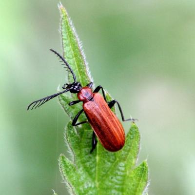 Coleoptera pyrochroidae schizotus pectinicornis 05 mai 2013 img 4662 grunh 94