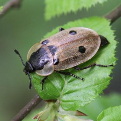 Coleoptera silphidae dendroxena quadrimaculata 01 mai 2013 m ehrhardt rev