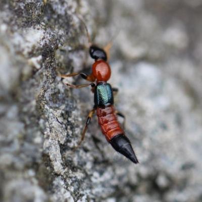 Coleoptera staphylinidae paederus poederomorphus littoralis img 1351me