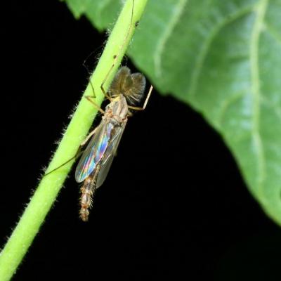 Diptera chironomidae chironomus sp 18 juin 2016 img 2078 ema 97