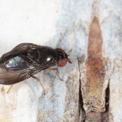 Diptera drosophilidae stegana sp 21 avr 2017 img 7897 ema rev 99
