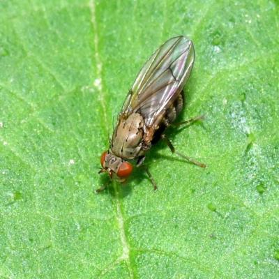 Diptera ephydridae notiphila sp 28 mai 2018 dsc 3282 ema rev72