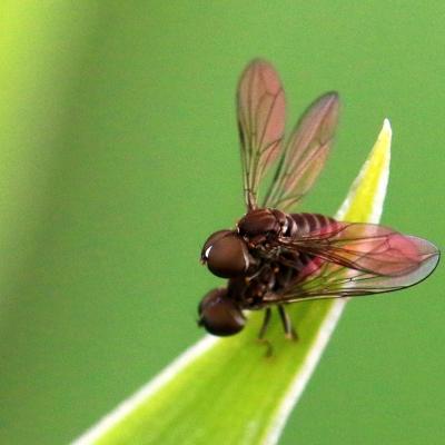 Diptera pipunculidae indetermine 14 mai 2015 img 8990 bollenb 96