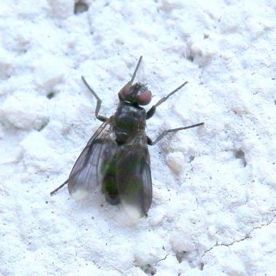 Diptera rhinophoridae melanophora roralis f 07 juin 2021 5d3 4886 maison site