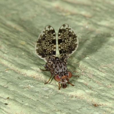 Diptera ulidiidae callopistromyia annulipes 12 avr 2014 img 5905 94