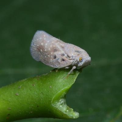 Hemiptera flatidae metcalfa pruinosa 19 sept 2020 5d3 9563 ema site