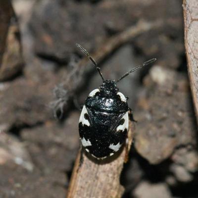 Heteroptera cydnidae tritomegas rotundipennis 07 avr 2018 dsc 0082 guewenh95