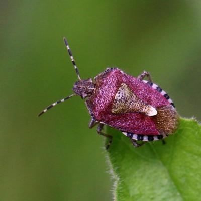 Heteroptera pentatomidae dolycoris baccarum 16 mai 2015 m ehrhardt rev
