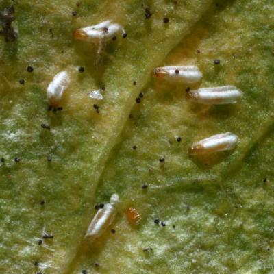 Homoptera diaspididae unaspis euonymi 02 nov 2016 img 5902 ema 95
