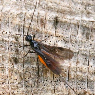 Hymenoptera braconidae atanycolus sp 19 juin 2015 img 2276 cernay zi 93