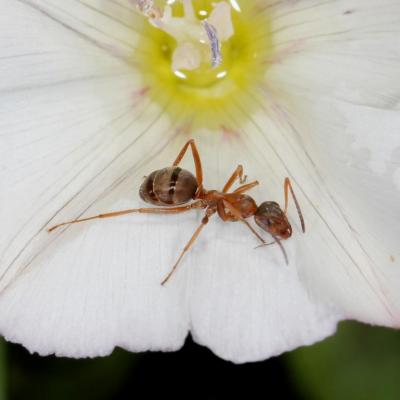 Hymenoptera formicidae formica serviformica sp 28 juin 2013 img 9701 97