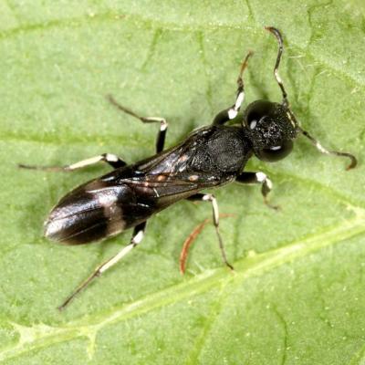 Hymenoptera orussidae orussus unicolor 26 mai 2016 img 9527 ema rev 95