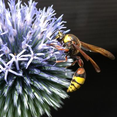 Hymenoptera vespidae delta unguiculatum 17 juil 2012 imgp2764 maison 97