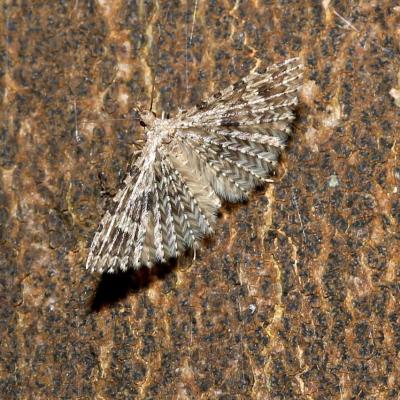 Lepidoptera alucitidae alucita hexadactyla 02 avr 2017 2g3a5233 ema rev 90