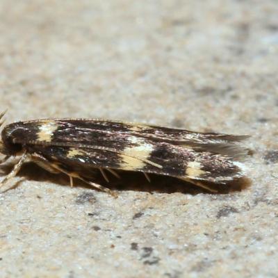 Lepidoptera autostichidae oegoconia deauratella 09 juin 2020 5d3 1073 maison 98
