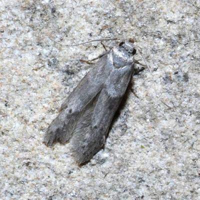 Lepidoptera blastobasidae blastobasis glandulella 09 juil 2018 dsc 9600 rothm 94
