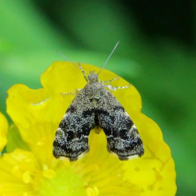 Lepidoptera choreutidae anthophila fabriciana 10 juin 2021 5d3 4929 hirtz site