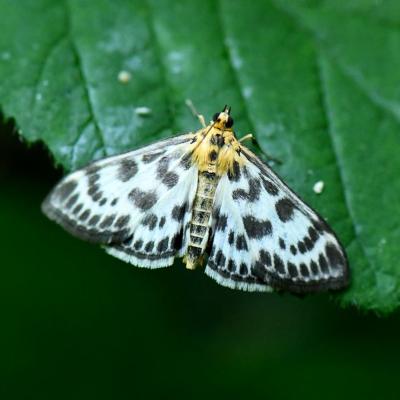 Lepidoptera crambidae anania hortulata 26 mai 2020 dsc 2103 silberth site
