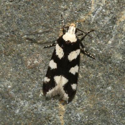 Lepidoptera gelechiidae pseudotelphusa tessella 23 juil 2017 2g3a1294 zinnk 92