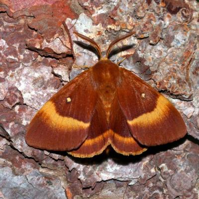 Lepidoptera lasiocampidae lasiocampa quercus 27 juil 2015 img 6960 95