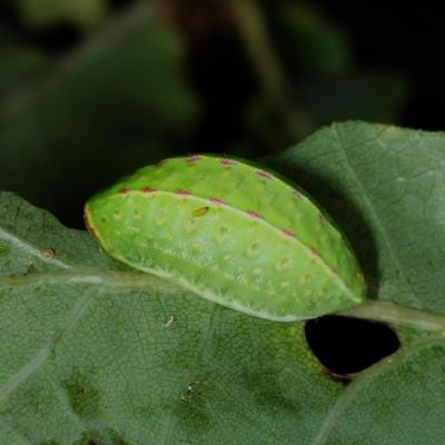 Lepidoptera limacodidae apoda limacodes chenille 04 oct 2014 m ehrhardt