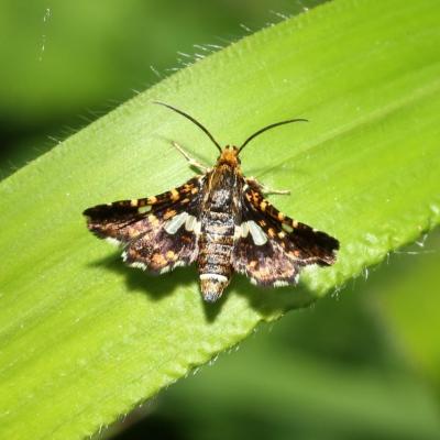 Lepidoptera thyrididae thyris fenestrella 12 juin 2017 2g3a3664 dessenh 98