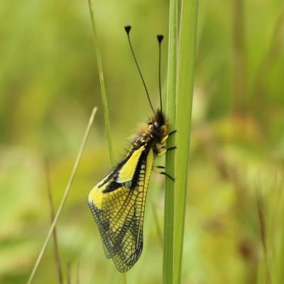 Neuroptera ascalaphidae libelloides coccajus m 04 mai 2017 2g3a8510 grunh 98