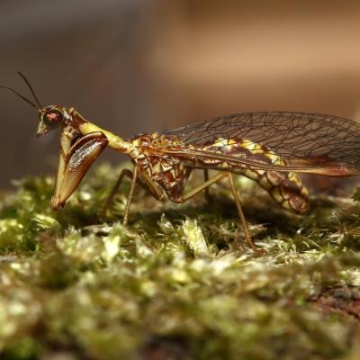Neuroptera mantispidae mantispa styriaca 13 juin 2017 2g3a4697 zinn 98