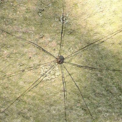 Opiliones sclerosomatidae leiobunum sp a m 27 sept 2014 img 9416 ema site