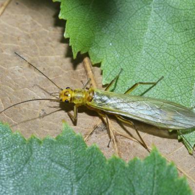 Plecoptera perlodidae isoperla sp 02 mai 2021 5d3 3152 wittelsh site