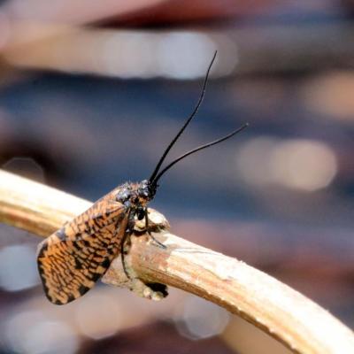 Trichoptera phryganeidae oligostomis reticulata 10 avr 2016 img 8318 ema 96