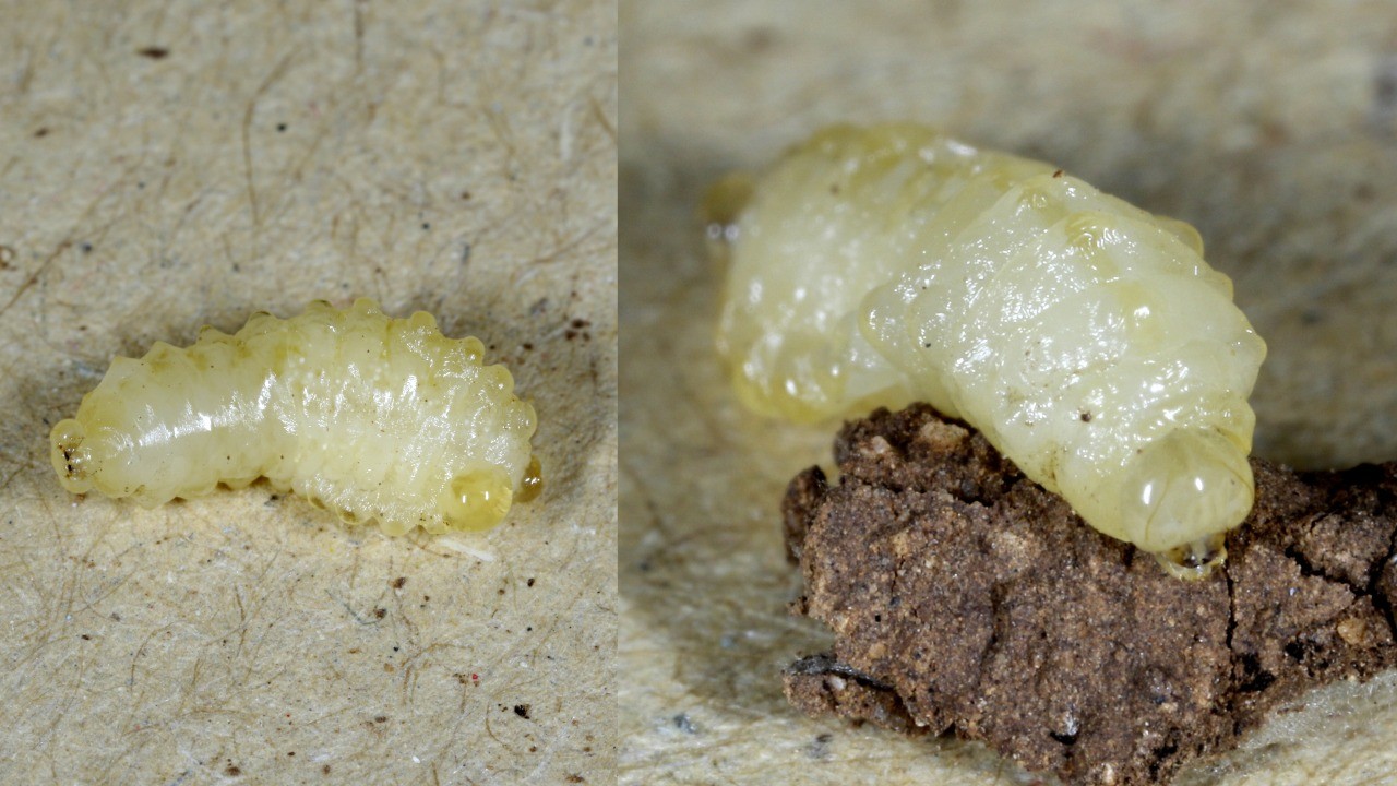 Auplopus sp  (larve)