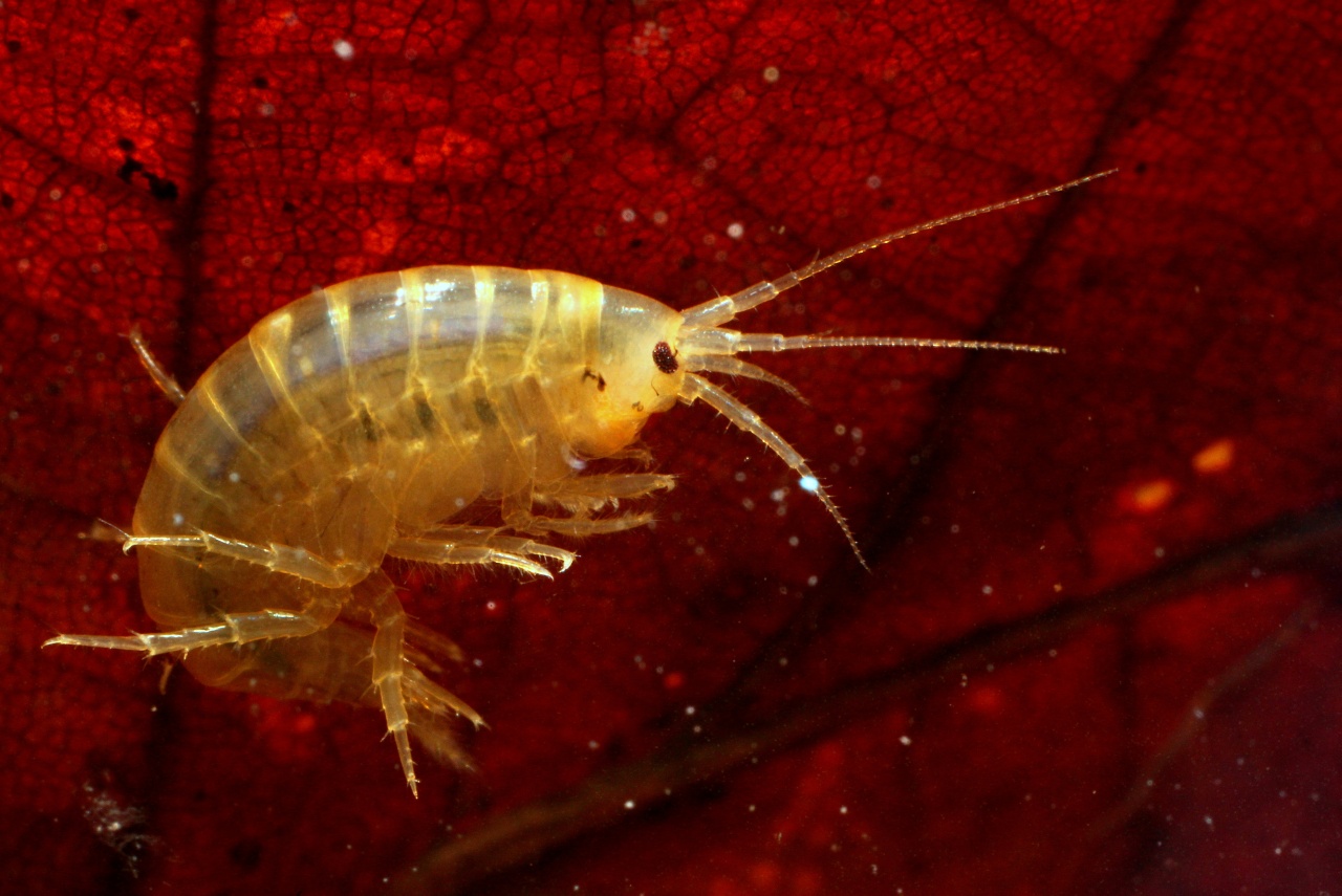 Gammarus pulex (Linnaeus, 1758) - Crevette d'eau douce