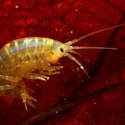 Gammarus pulex (Linnaeus, 1758) - Crevette d'eau douce