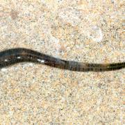 Erpobdella octoculata (Linnaeus, 1758) - Sangsue