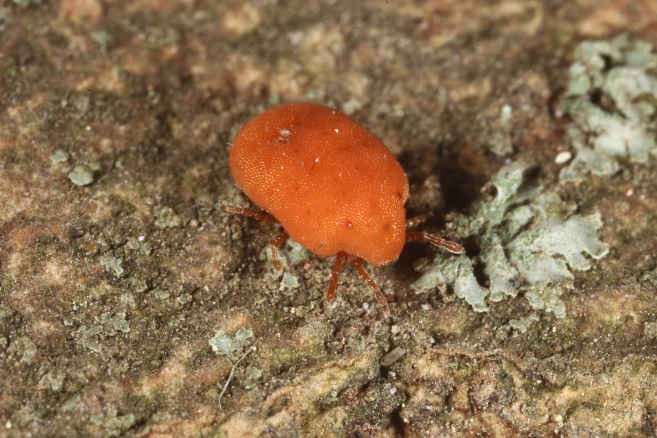 Calyptostoma velutinum (O.F. Müller, 1776)