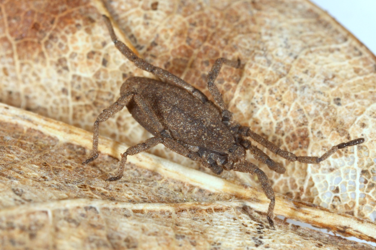 Trogulus tricarinatus (Linnaeus, 1767)