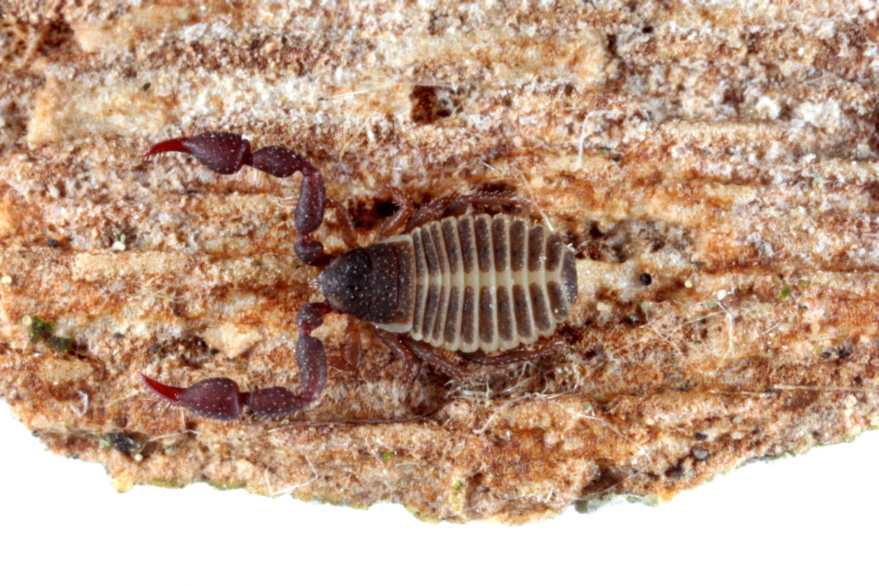 Chernes hahnii (Koch, 1839) - Pseudoscorpion du Platane