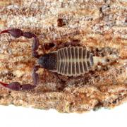 Chernes hahnii (Koch, 1839) - Pseudoscorpion du Platane