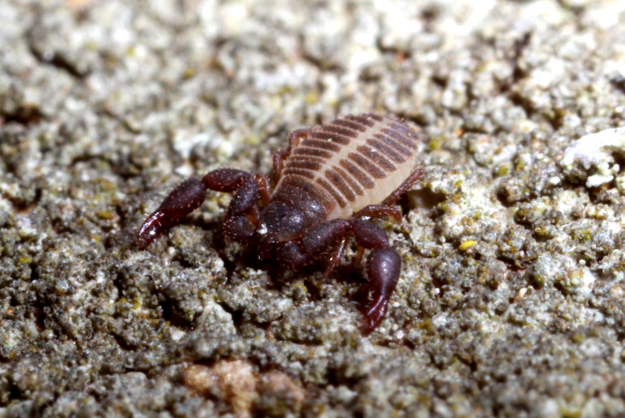 Chernes hahnii (Koch, 1839) - Pseudoscorpion du Platane