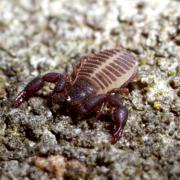 Chernes hahnii (Koch, 1839) - Pseudoscorpion du Platane