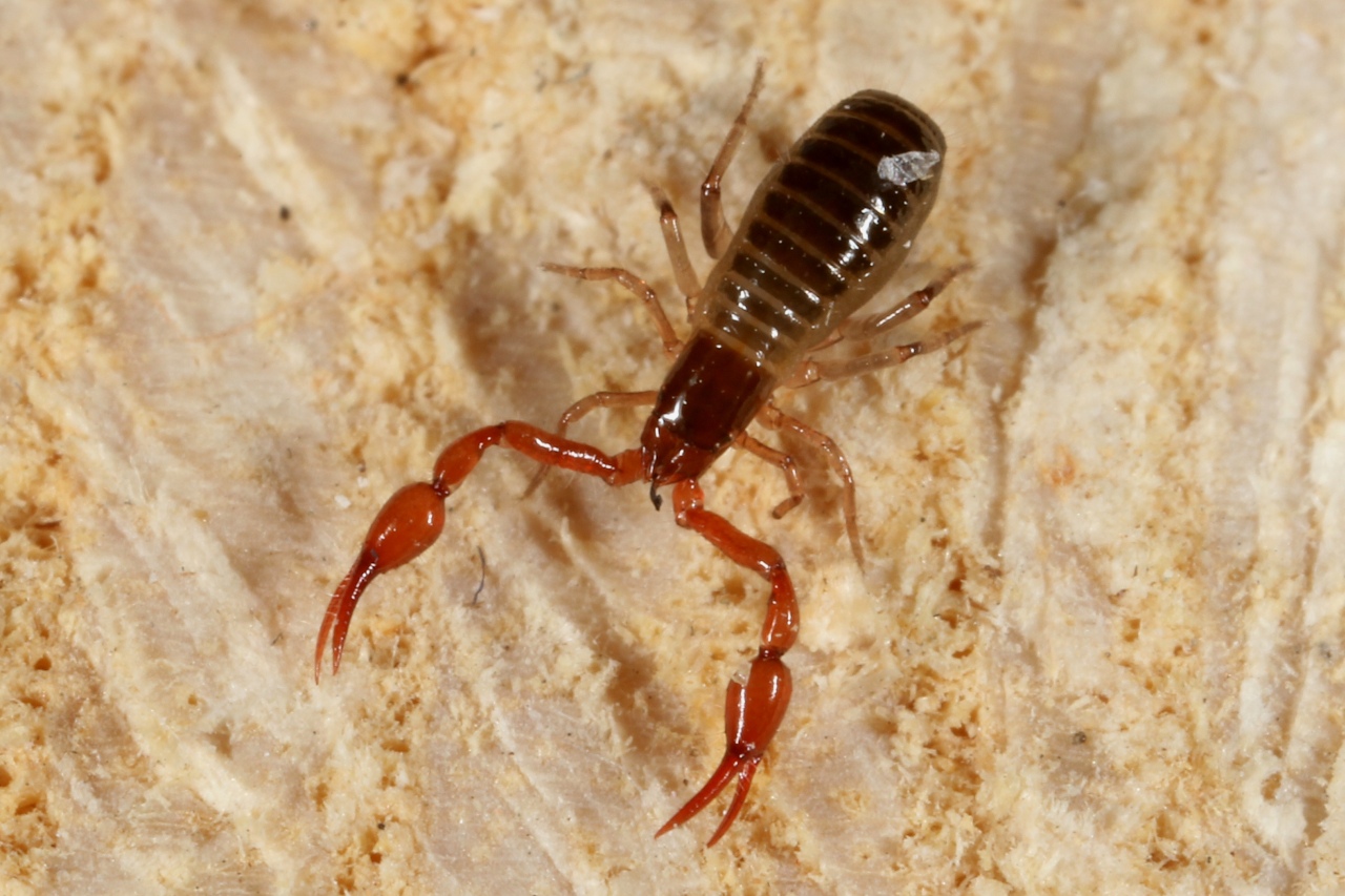 Neobisium sp