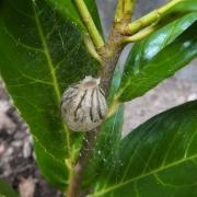 Argiope bruennichi (Scopoli, 1772) - Epeire frelon (cocon)