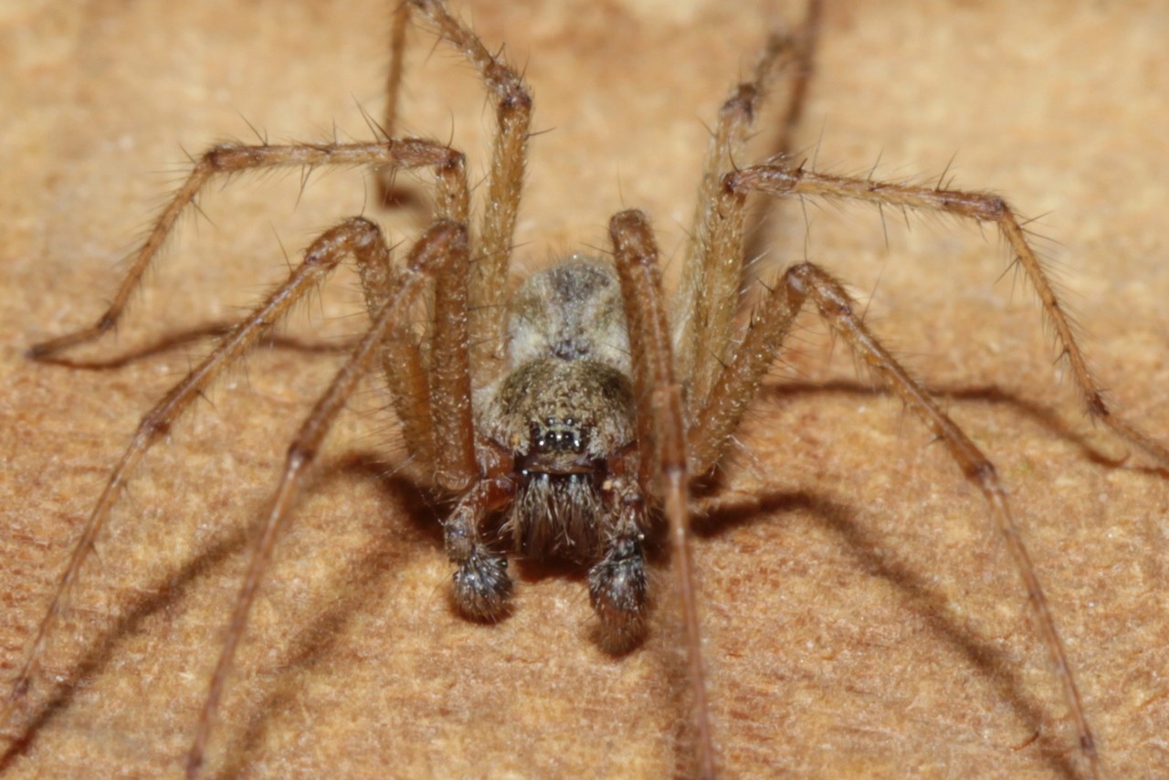 Allagelena gracilens (C.L. Koch, 1841) - Agélène gracile (mâle)