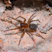 Amaurobius ferox (Walckenaer, 1830) - Amaurobe féroce