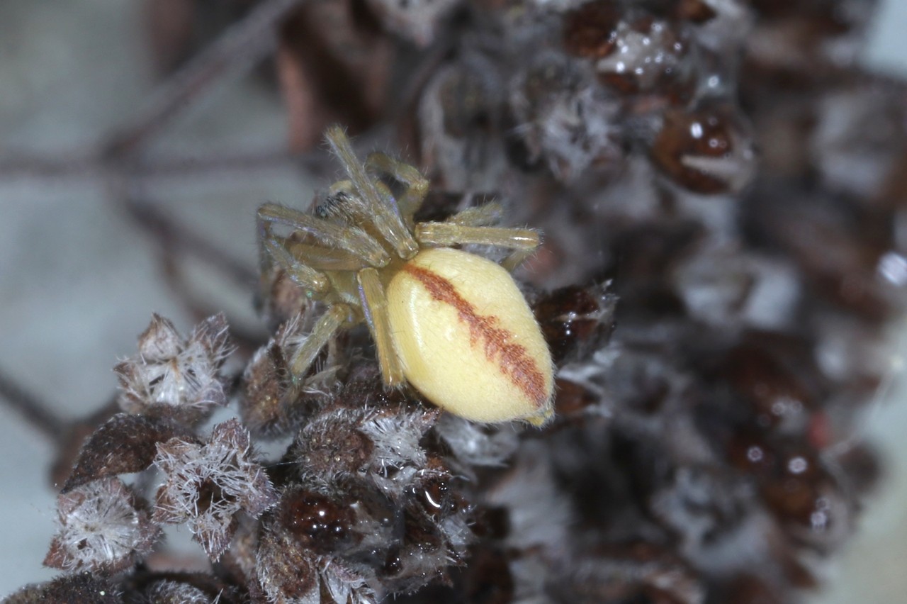 Cheiracanthium pennyi O. Pickard-Cambridge, 1873 - Chiracanthe barbu (femelle)