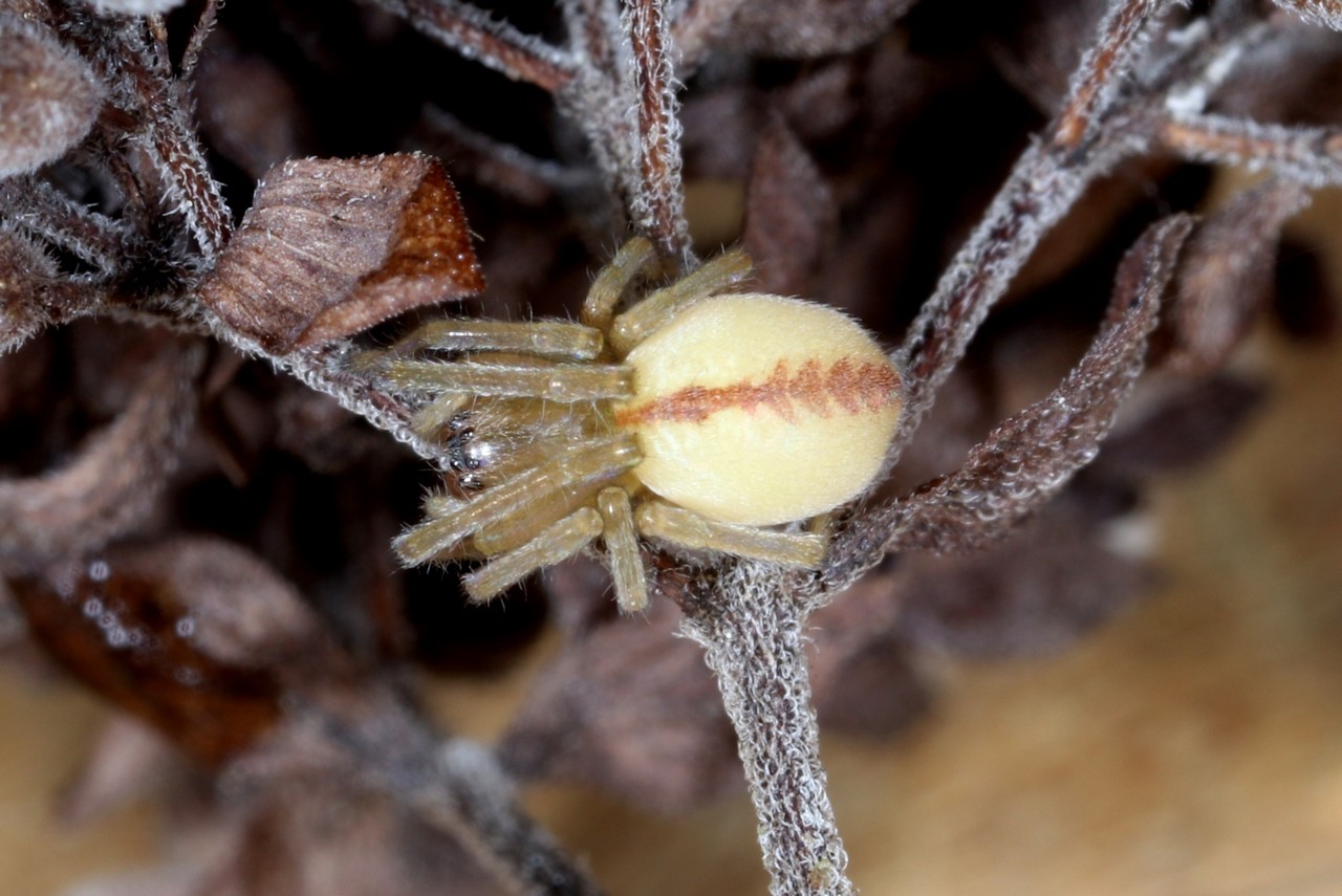 Cheiracanthium pennyi O. Pickard-Cambridge, 1873 - Chiracanthe barbu (femelle)