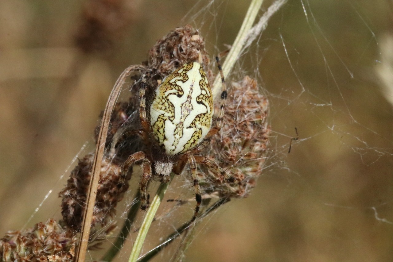 Aculepeira ceropegia (Walckenaer, 1802)