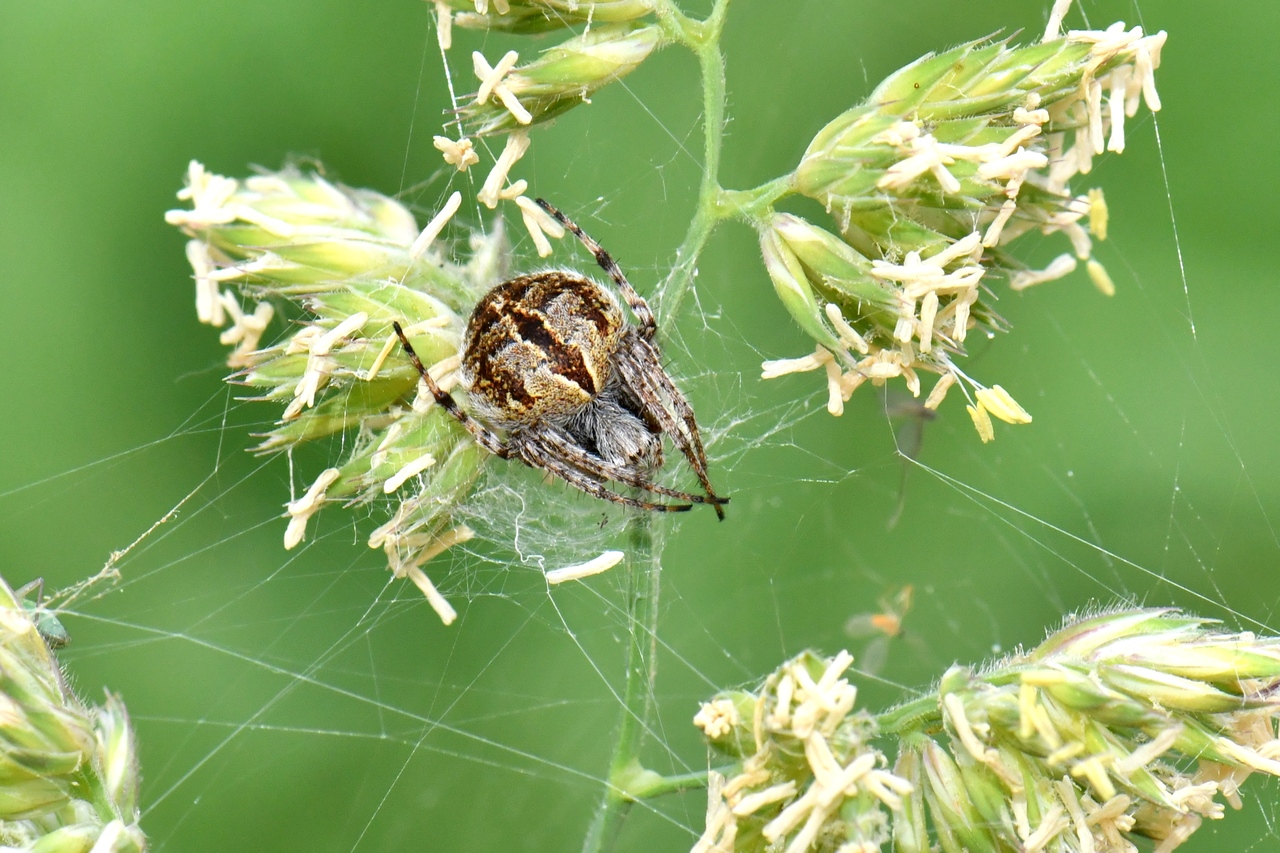 Agalenatea redii (Scopoli, 1763) - Epeire de velours